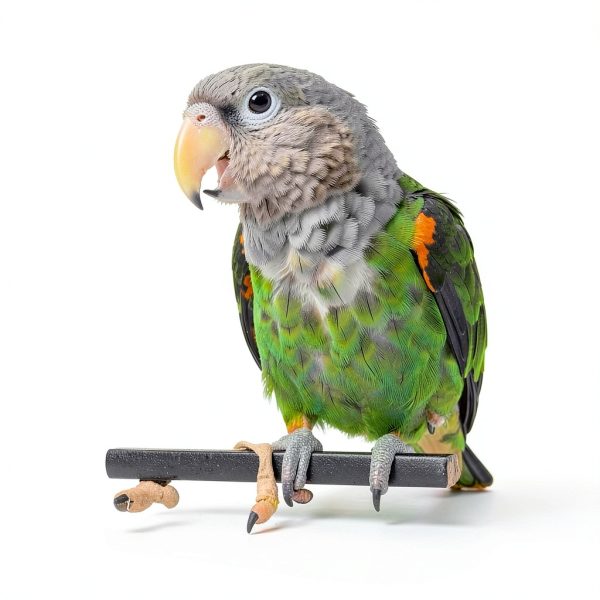 Paper Party Bird Toy Super Bird Creations Lollipop Sticks for Conures-2